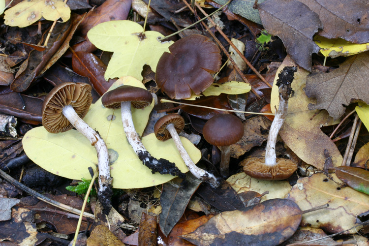 Cortinarius atrocoeruleus   Moser